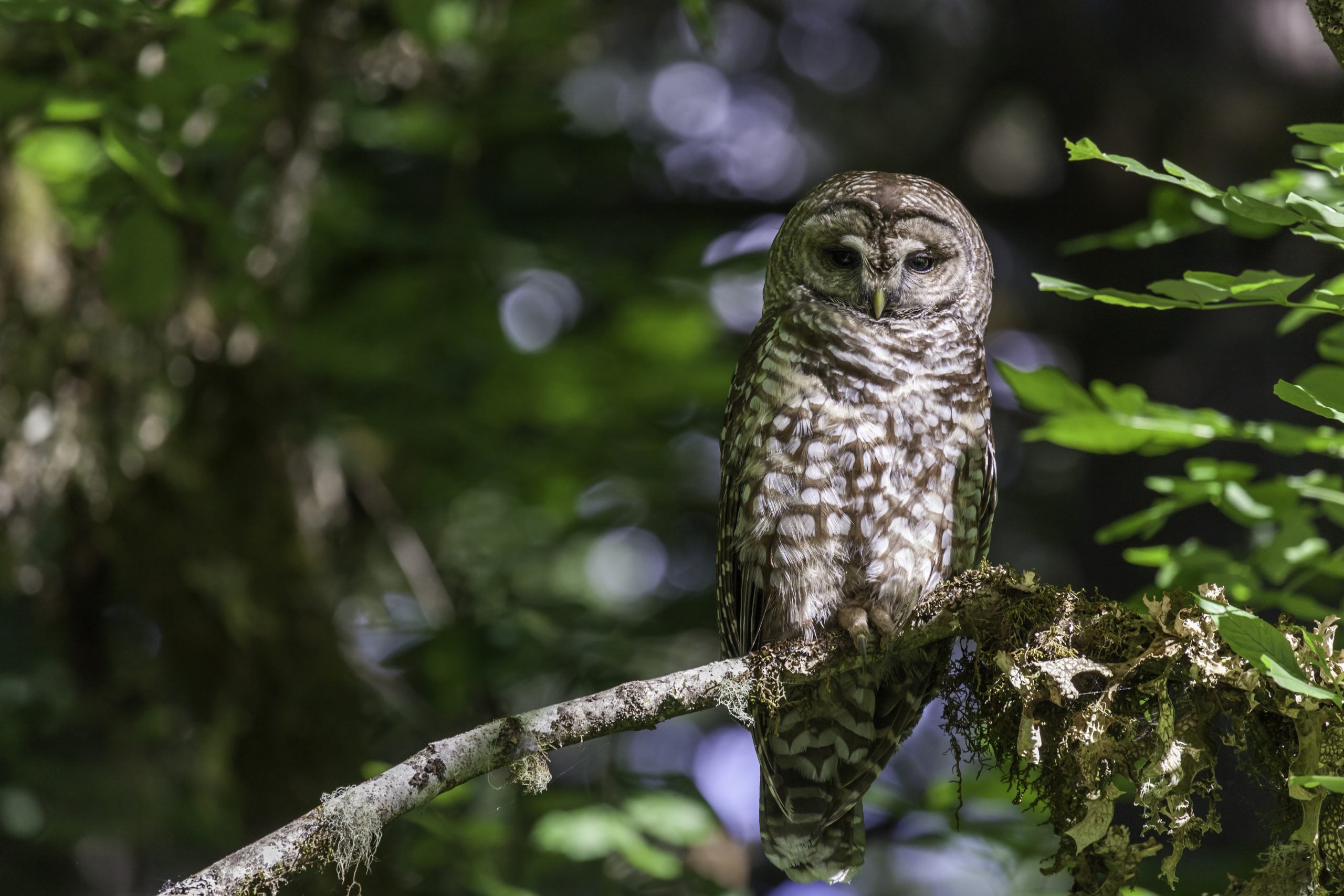 Labor Market Impacts of Land Protection: The Northern Spotted Owl | EPIC